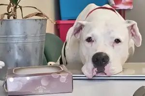 Deaf dog was abandoned by his owners – but shelter workers are helping to give him a second chance!