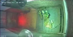 Two Sumatran Tiger Cubs Born in Lampung Conservation Site
