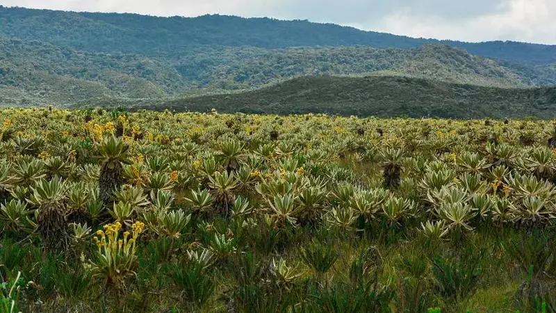 A glimpse of the misty Andean highlands that keep Totoró shrouded in near-permanent overcast skies
