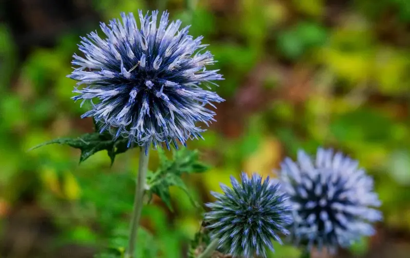Blue globe thistles planted around the garden nod to both Scotland and the home’s previous owner - Chris Watt