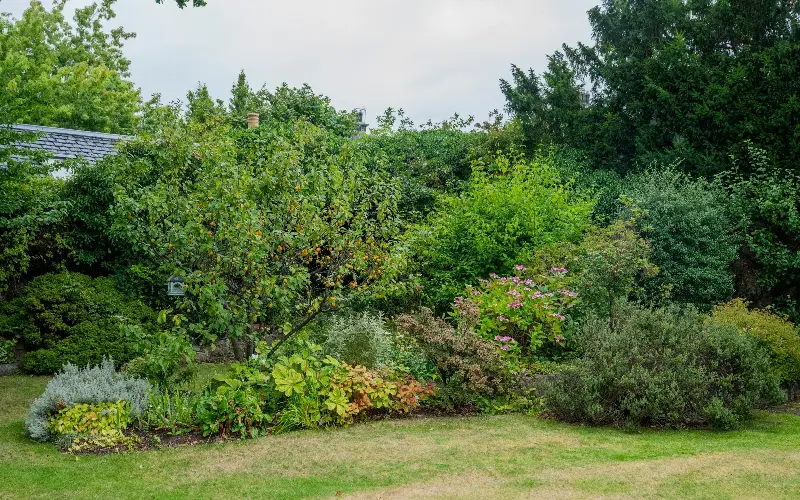 The garden bears fruits including plums, apples, pears, yellow Cape gooseberries and greengages - Chris Watt