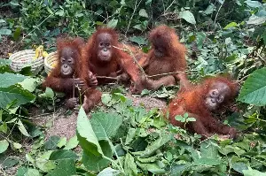 Indonesia to bring back baby orangutans allegedly trafficked to India