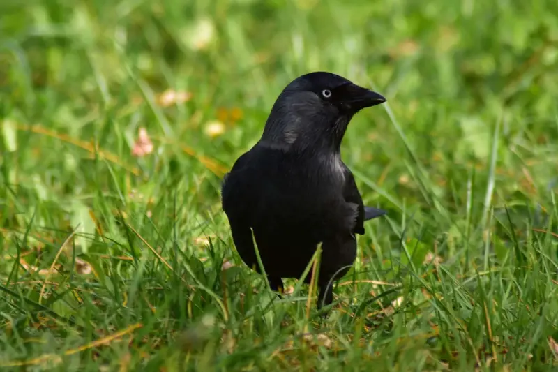 Lecciones de supervivencia: las grajillas escuchan a los adultos para aprender de depredadores