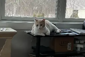 Owner Annoyed Cat Won’t Let Her Sleep—Then Realizes He Saved Their Lives