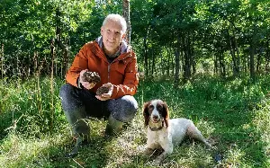 Truffles are now even harder to find