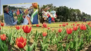 Rising heat halts tulips experience for Delhhites, lilies and tuberoses demand rises