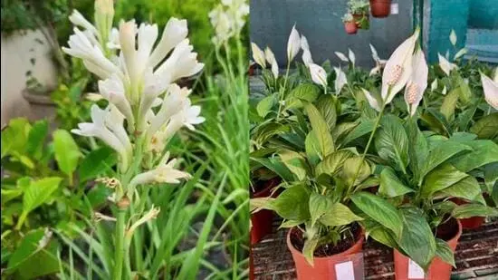 Nursery owners are recommending customers to purchase Lily’s and rajnigandha plants as they are suitable for the summers. (Photos: Instagram)
