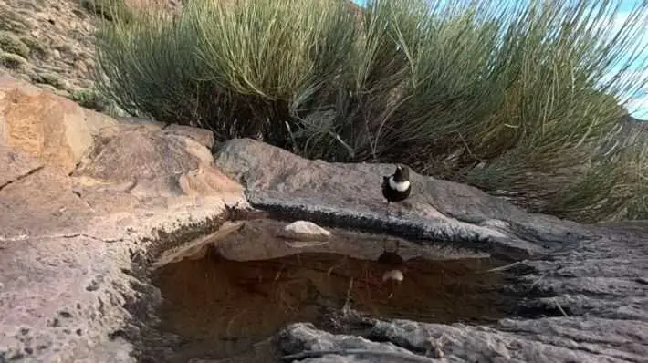 Investigadores de la UCA demuestran que la jerarquía social también determina el acceso al agua en las aves