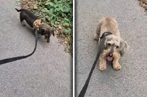 These silly dogs hate their walk until it's time to go home in hysterical viral video