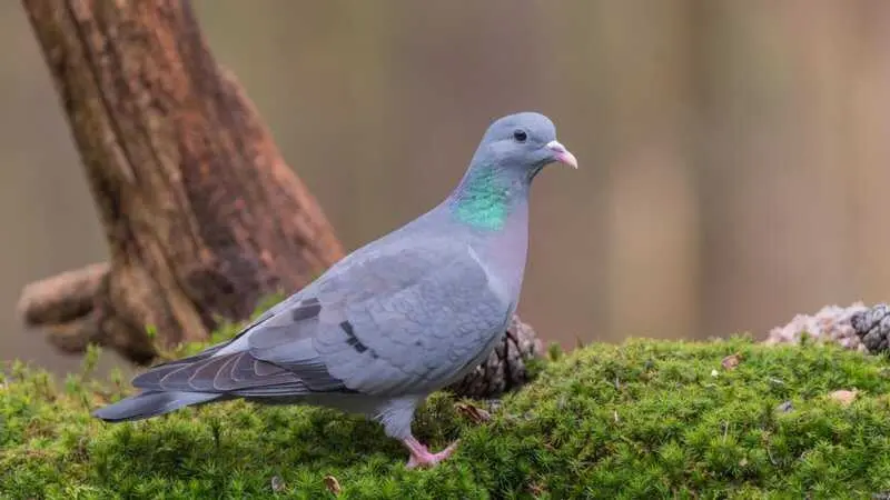 La Justicia suspende de forma cautelar la caza de nueve especies de aves silvestres en la Comunidad de Madrid