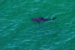 'People aren't food.' Footage shows shark circling swimmer at SoCal beach
