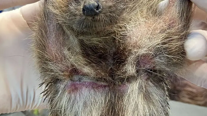 Bei der Igelhilfe kommen viele verletzte Tiere durch fehlende Durchgänge in Zäunen und Mauern sowie durch Mähroboter an.