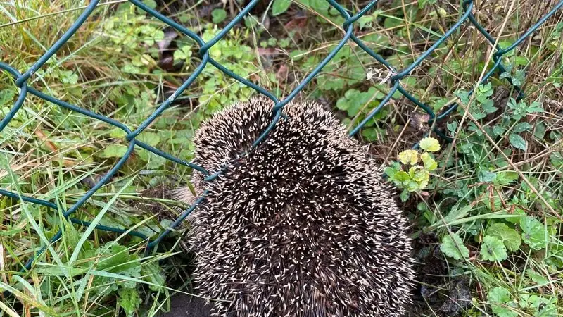 Igel passen zwar mit dem Kopf durch den Zaun, nicht aber mit dem restlichen Körper. Ihre Stacheln verhindern laut Otto-Link von der Igelpflege, dass sich die Tiere selbst befreien können.