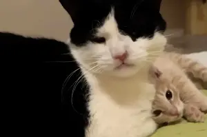 Rescue kitten is all alone in the world – then he meets this sweet "mentor" cat
