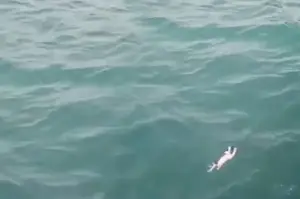 Man spots drowning kitten during oceanside stroll – can he get to her before it's too late?