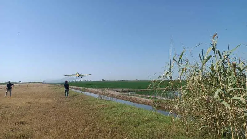 Diputación completa tratamientos aéreos de control mosquitos en más de 6.500 hectáreas de arrozal