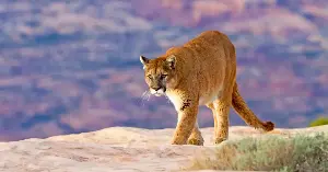 P-22's journey inspired wildlife crossing