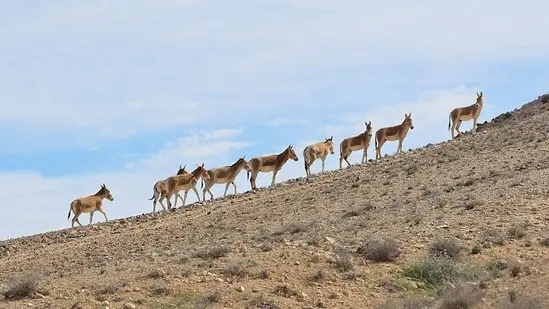 Onagers (Equus hemionus) in Wadi Lotz in the Negev Mountains, Israel. They were reintroduced to the region in the 1980s after disappearing in the 1920s.