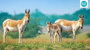 The Asiatic wild ass's comeback story