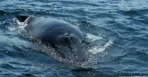 Humpback whales swim over 14,000km from Australia to Brazil, astonishing scientists.