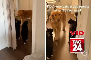 Viral Video of the Day for September 21, 2026: Golden Retriever reunites with cat siblings after two years apart