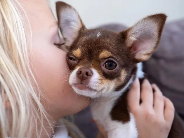 Welche Parallelen sehen Psychologen zwischen Hunden und Kindern? (Symbolbild)