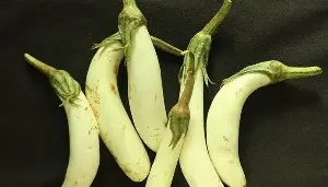 How to bring out the best flavor of 'summer vegetable' white eggplant