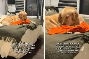 Golden retriever devastated after not seeing dad for 8 hours