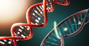 The DNA in a single human cell, if stretched into a single thin line, would extend approximately 2 meters — and the total DNA in your entire body, if connected end to end, would stretch from Earth to the Sun and back roughly 245 times, all packed into cells so small that tens of thousands of them would fit on the head of a pin