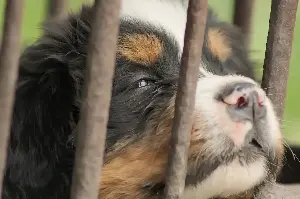 Commentary: If we oppose puppy mills, why do they still exist?
