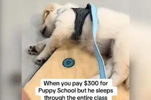Owners Pay $300 for Puppy Classes, Disbelief at What Golden Retriever Does