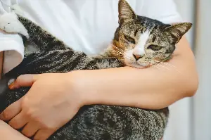 Why hugging your cat may be doing more harm than good