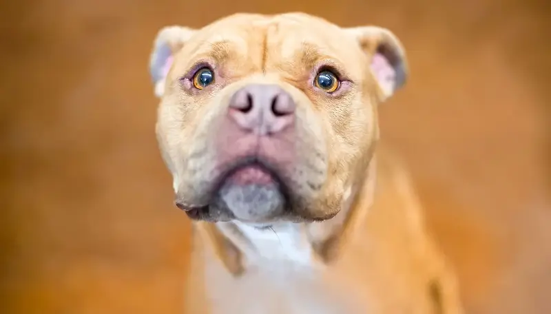 "Non è mai più tornata": la storia della cagnolina che correva sempre dove l'avevano abbandonata