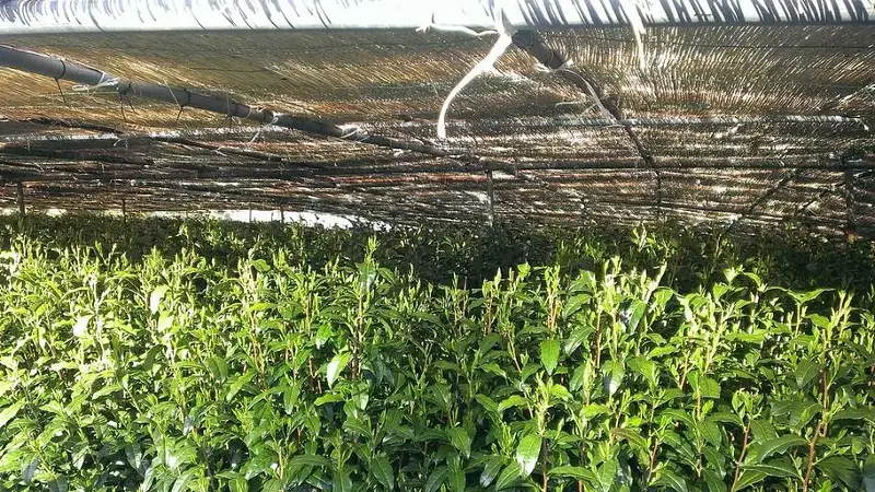 Shaded tea plantation