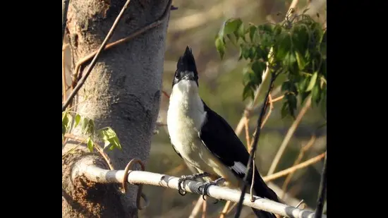 Pied cuckoo in the Thapli jungles (From the archives of late Jatinder Vijh)
