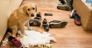 That adorable ‘guilty look’ your dog gives you is probably not guilt at all: in one experiment, dogs looked just as ‘guilty’ when they were entirely innocent — the hangdog face is a response to your scolding, not a real confession of any crime