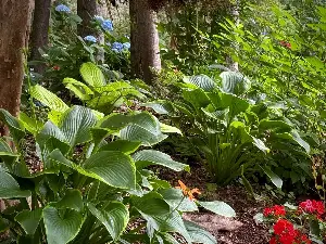 On Gardening: Giant Lone Star is a heavenly hosta