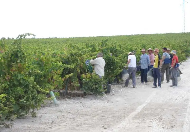 La vendimia comienza en la DOP Montilla-Moriles con buenas perspectivas y "excelente calidad" de la uva