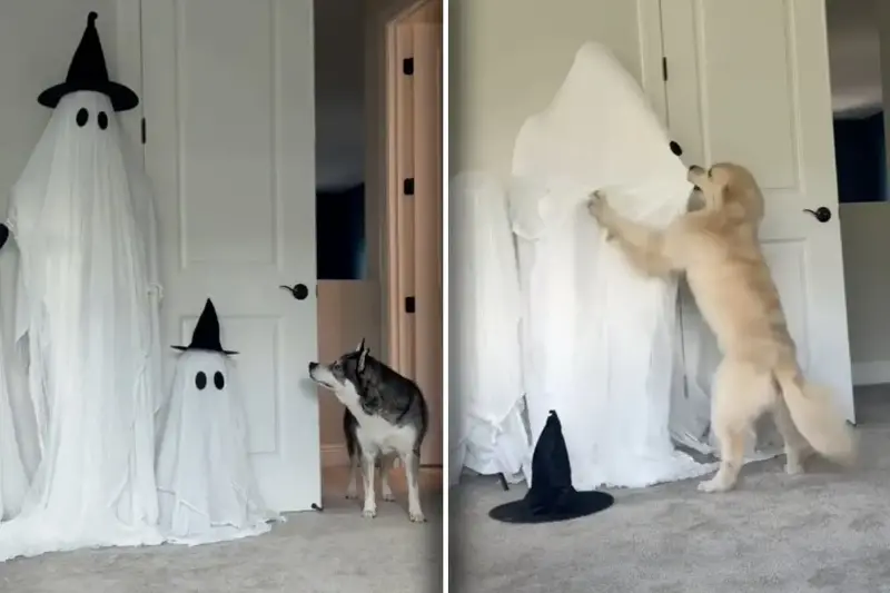 Dogs react as owner dresses up as ghost in hysterical video: "Halloween is cancelled"