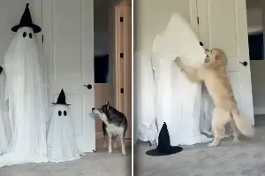 Dogs react as owner dresses up as ghost in hysterical video: "Halloween is cancelled"