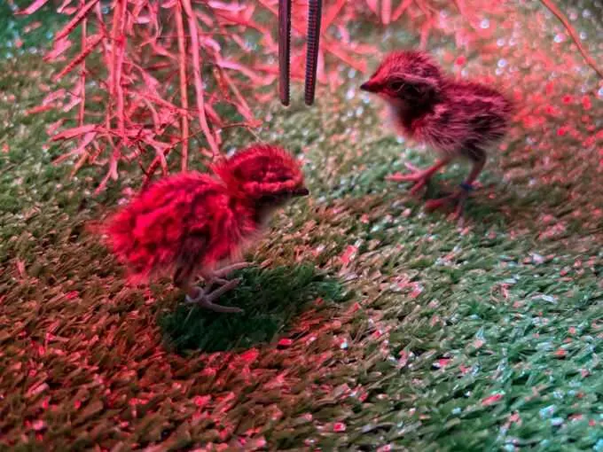 Andalucía recibe 18 torillos procedentes de Marruecos en una nueva fase de la reintroducción de esta ave