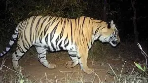 Railways rolls out tiger safari packages to Tadoba, Pench