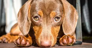 When a human and a dog gaze into each other’s eyes, both of them release oxytocin — the same hormone released between a human mother and her infant during nursing — and Japanese researchers reported in 2015 that this cross-species chemical feedback loop appears to be unique to dogs and their humans and does not occur in wolves