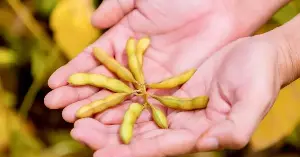 Soybeans - 'gold growing on the ground'