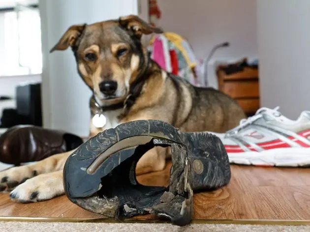 Anspruchsvolle Erziehungsarbeit: Wer einen Hund mit ADHS zu Hause hat, sollte versuchen, sich in das Tier und seine Bedürfnisse hineinzuversetzen.
