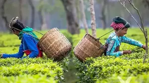 Is This Assam Tea Estate Changing How The World Drinks Matcha?
