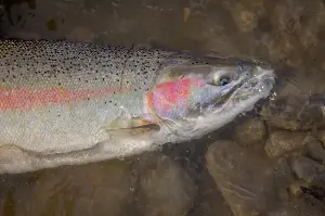 Santa Monica Mountains’ last steelhead trout survived the Palisades fire — and even had babies