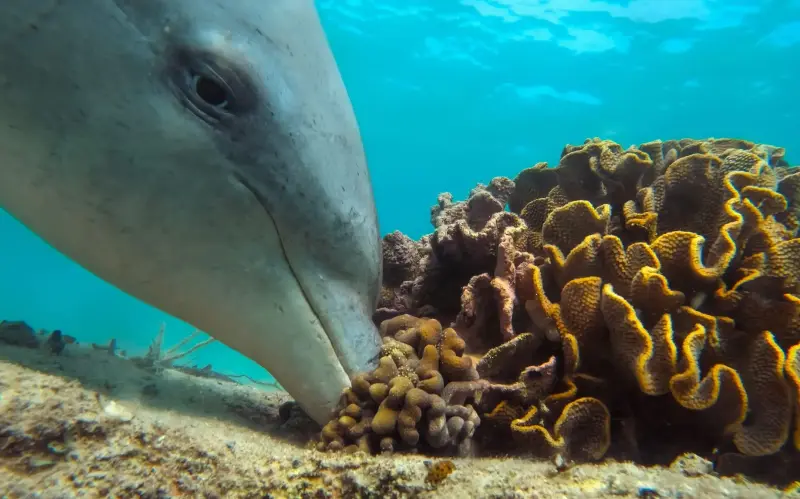 The sponge is jammed into the gap, cutting off a fish’s escape route