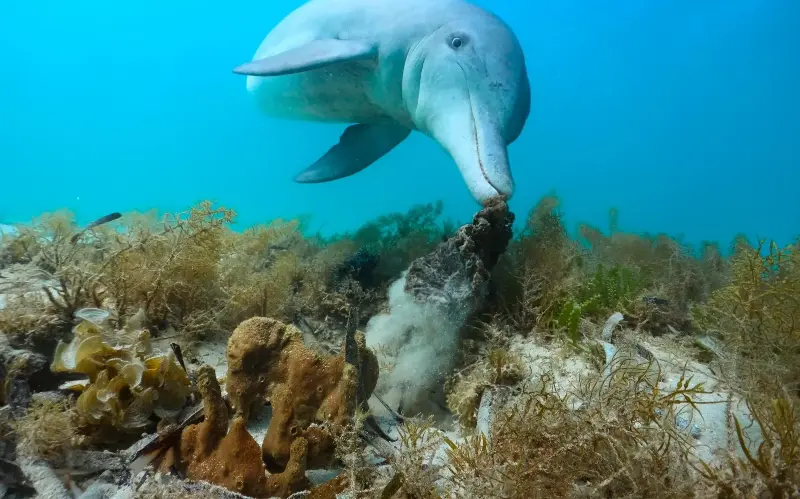 A dolphin searches for a sponge to use - BBC