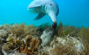 Dolphins hunt with sponges to stop prey making clean getaway